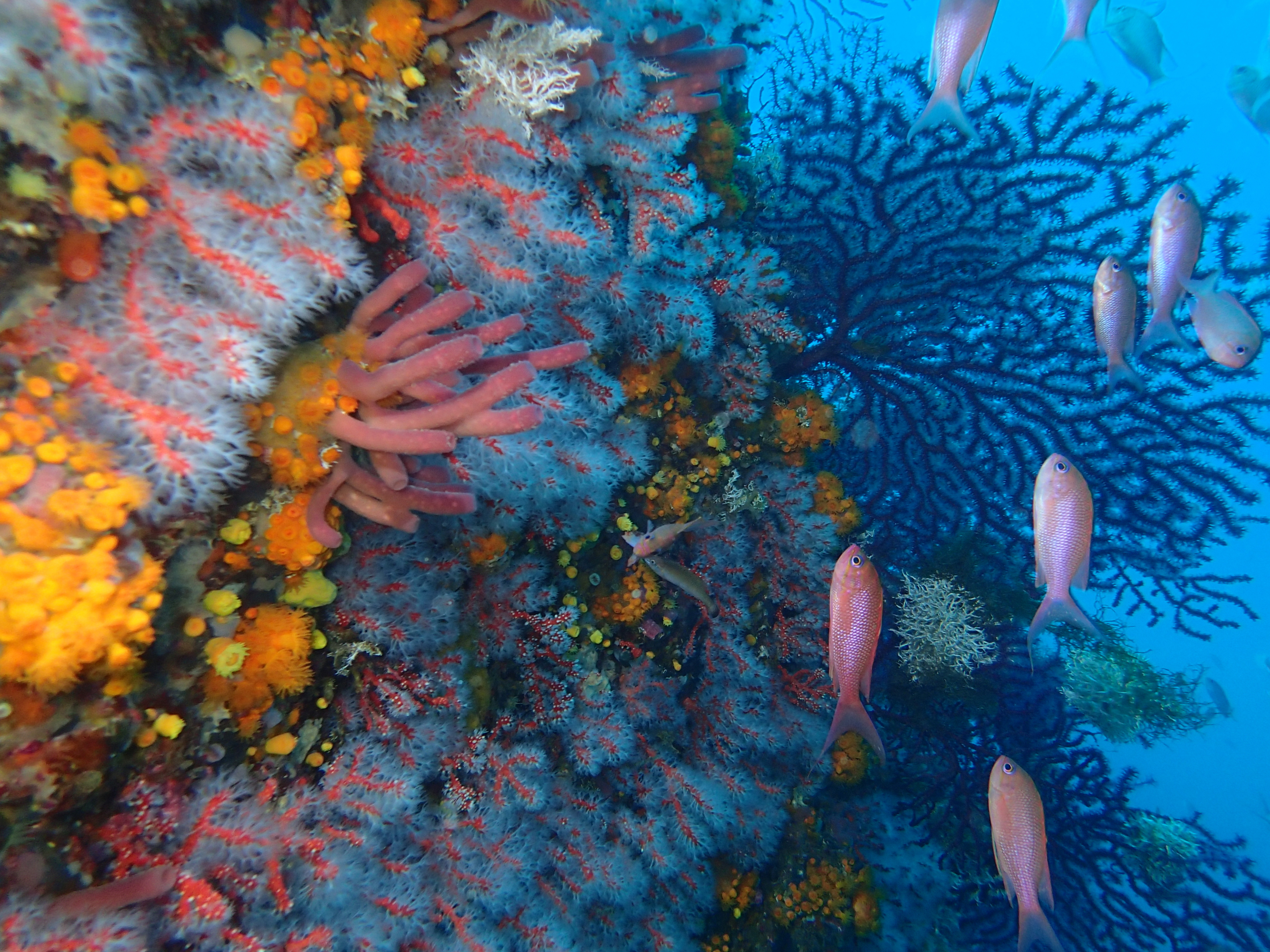 Paysage coralligène dans la partie marine de Jbel Moussa 